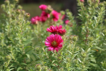 Fototapeta premium Red perennial aster