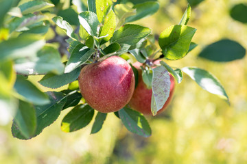 bright red apples hanging on tree branch