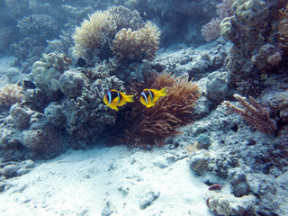 Unterwasser Ägypten