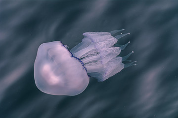 Jellyfish