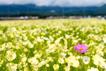 Cosmos flowers, Tabika, Mie, Japan