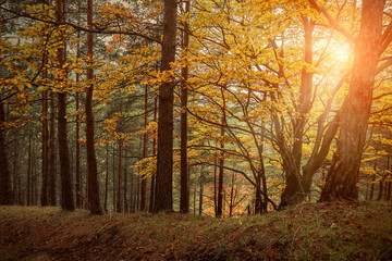 Obraz premium Beautiful autumn view in forest.