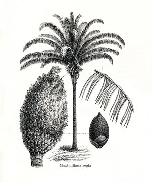 Maripa palm (Attalea maripa) (from Meyers Lexikon, 1896, 13/442/443)
