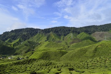 Obraz premium the tea plantation at Cameron Highlands, Malaysia