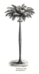 Cuban royal palm (Roystonea regia) (from Meyers Lexikon, 1896, 13/442/443)