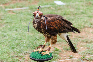 Águila Harris con caperuza. Parabuteo unicinctus. Cetrería.