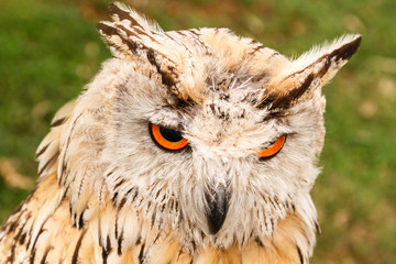 Cabeza de Búho Real. Bubo bubo. Cetrería.