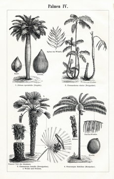 Palms IV (from Meyers Lexikon, 1896, 13/442/443)
