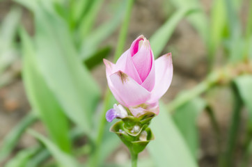 Pink Curcuma flower (Curcuma alismatifolia),Popular Thai flower in rainy season