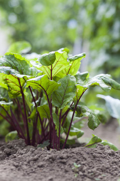 Beet plants
