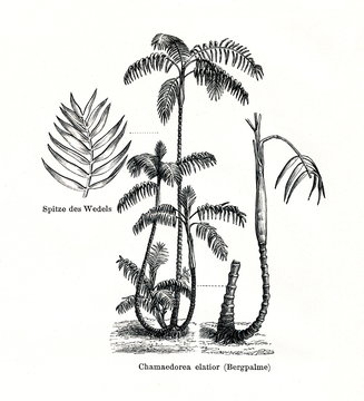 Climbing chamaedorea (Chamaedorea elatior)  (from Meyers Lexikon, 1896, 13/442/443)