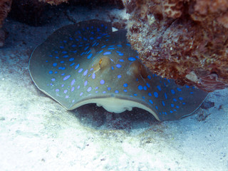 Unterwasser Ägypten