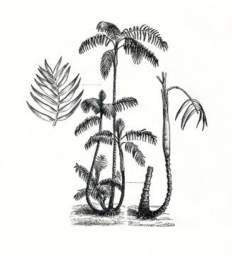 Climbing chamaedorea (Chamaedorea elatior)  (from Meyers Lexikon, 1896, 13/442/443)