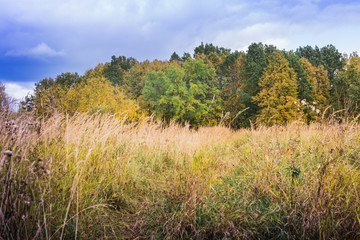 Fototapeta premium Landscape with yellow trees and grass in autumn