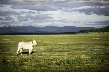 Cattle in Thailand