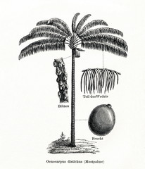 Naklejka premium Bacaba-de-leque (Oenocarpus distichus) (from Meyers Lexikon, 1896, 13/442/443)
