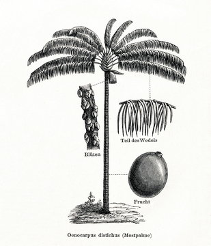 Bacaba-de-leque (Oenocarpus distichus) (from Meyers Lexikon, 1896, 13/442/443)