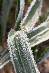 hoarfrost on the grass