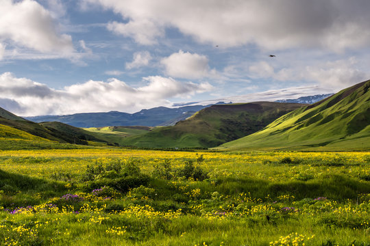 Green Summer Landscape In Iceland