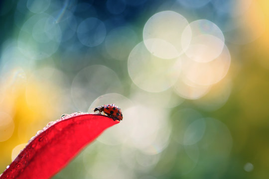 Red Ladybug on the red leaf