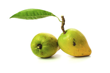 pouteria lucuma isolated on white background