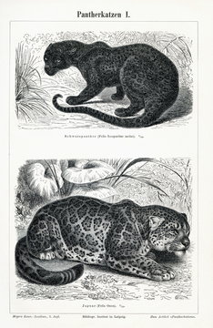 Genus Panthera I (from Meyers Lexikon, 1896, 13/466/467)