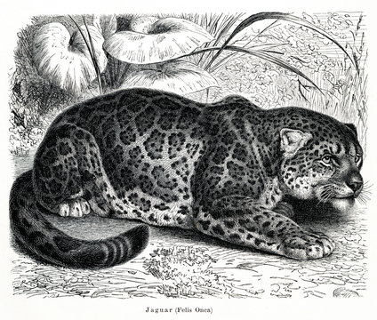 Jaguar (Panthera onca) (from Meyers Lexikon, 1896, 13/466/467)
