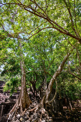 ベンメリア遺跡