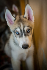dog breed husky on a blue background, puppies of husky on a blue background