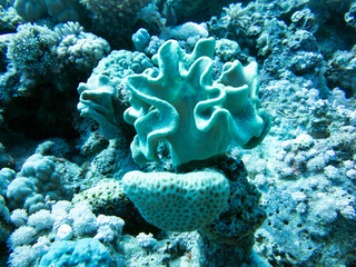 Unterwasser Ägypten