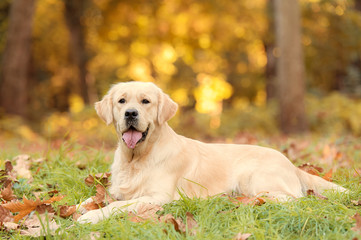 Golden retriever dog in the nature an autumn day