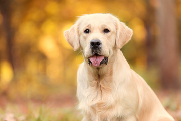 Golden retriever dog in the nature an autumn day