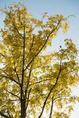 beautiful yellow colored autumn tree top