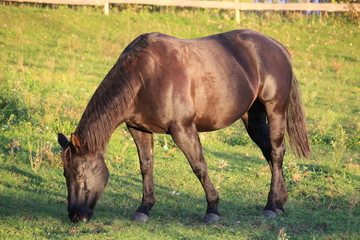 pferd auf der weide