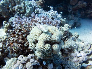 Unterwasser Ägypten