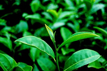 Green tea in a tea plantation in Thailand.