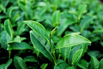 Green tea in a tea plantation in Thailand.