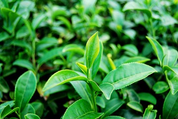 Green tea in a tea plantation in Thailand.