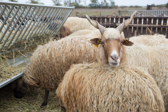 Racka Shape of Hungary