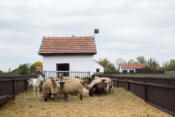 Racka Shape of Hungary