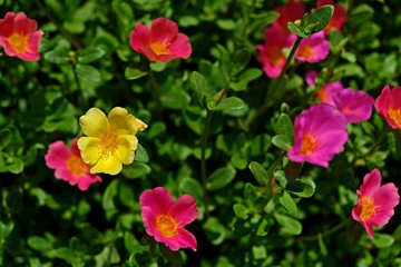 Freshly colored flowers are blossoming in the garden,Bangkok, Thailand.