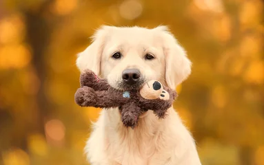 Photo sur Plexiglas Chien Golden retriever dog in the nature an autumn day