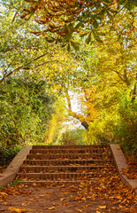 Fototapeta na wymiar stairs in a park at autumn