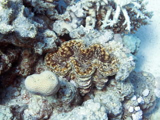 Unterwasser Ägypten