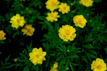 Freshly colored flowers are blossoming in the garden,Bangkok, Thailand.