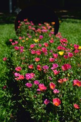 Freshly colored flowers are blossoming in the garden,Bangkok, Thailand.