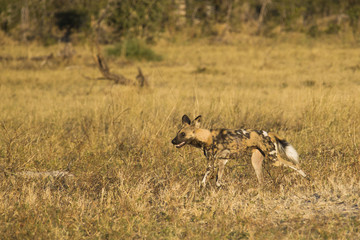 Obraz na płótnie Canvas African wild dog in Botswana