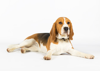 beagle