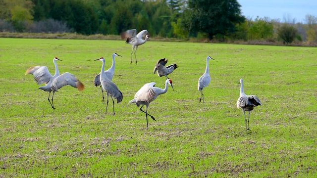 Sandhill Cranes dancing and playing in field, these behaviors certainly have meaning to these magnificent birds.
