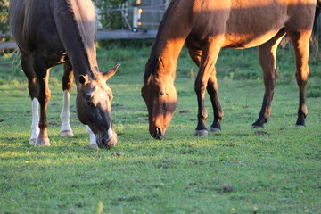 Fototapeta premium pferd auf der weide